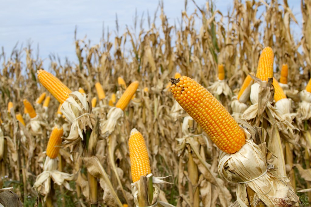 Top Turkish Agricultural Companies Exporting Corn (2024 Guide)
