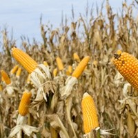 How to Export Agricultural Products from Turkey?