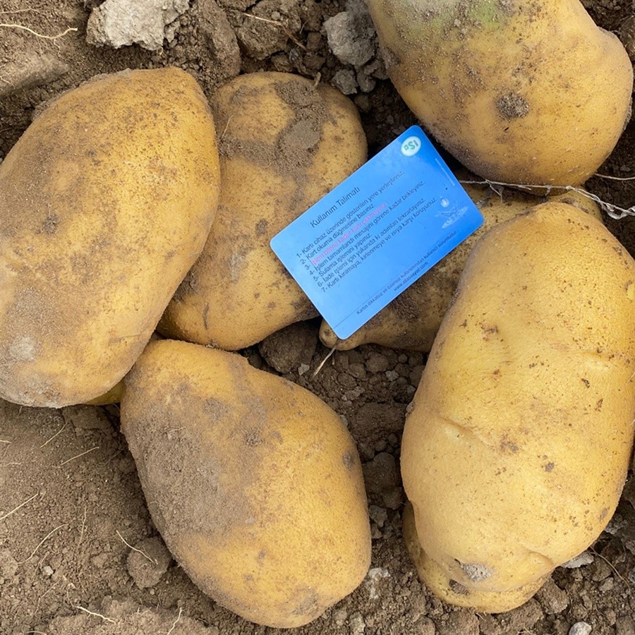 Agria French Fry Potatoes from Turkey – Export-Ready (1 Ton / 1000 kg)